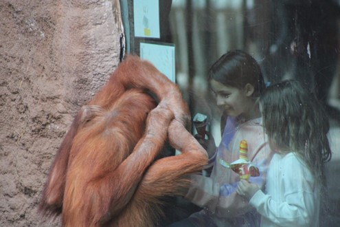 PerfectSeeking1's tweet photo. Would you take your #kids to the #zoo? There are so many kinds of #animals in the zoo. Your kids might be #curious about these animals and #love them. Which animals are their #favorite? Share with us!

Photo from Pixabay.

#perfectseeking https://t.co/6vX9YyFroK
