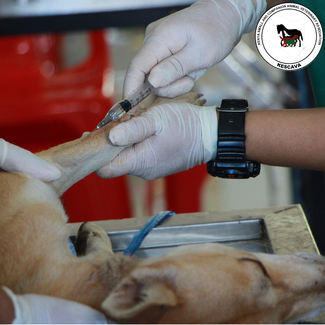 Diseases affect the health and well-being of animals, limiting their freedom from pain, disease, and injury. Make regular visits to your veterinarian for your pets to be assessed for any signs of disease and protect them against possible health risks. #HappyNewWeek #PetCare