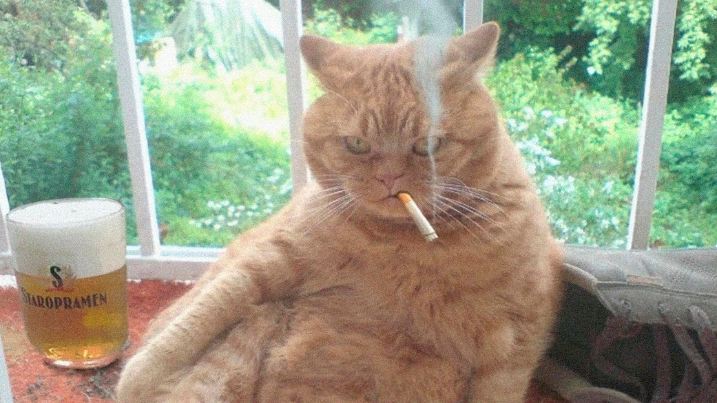 Курящий кот