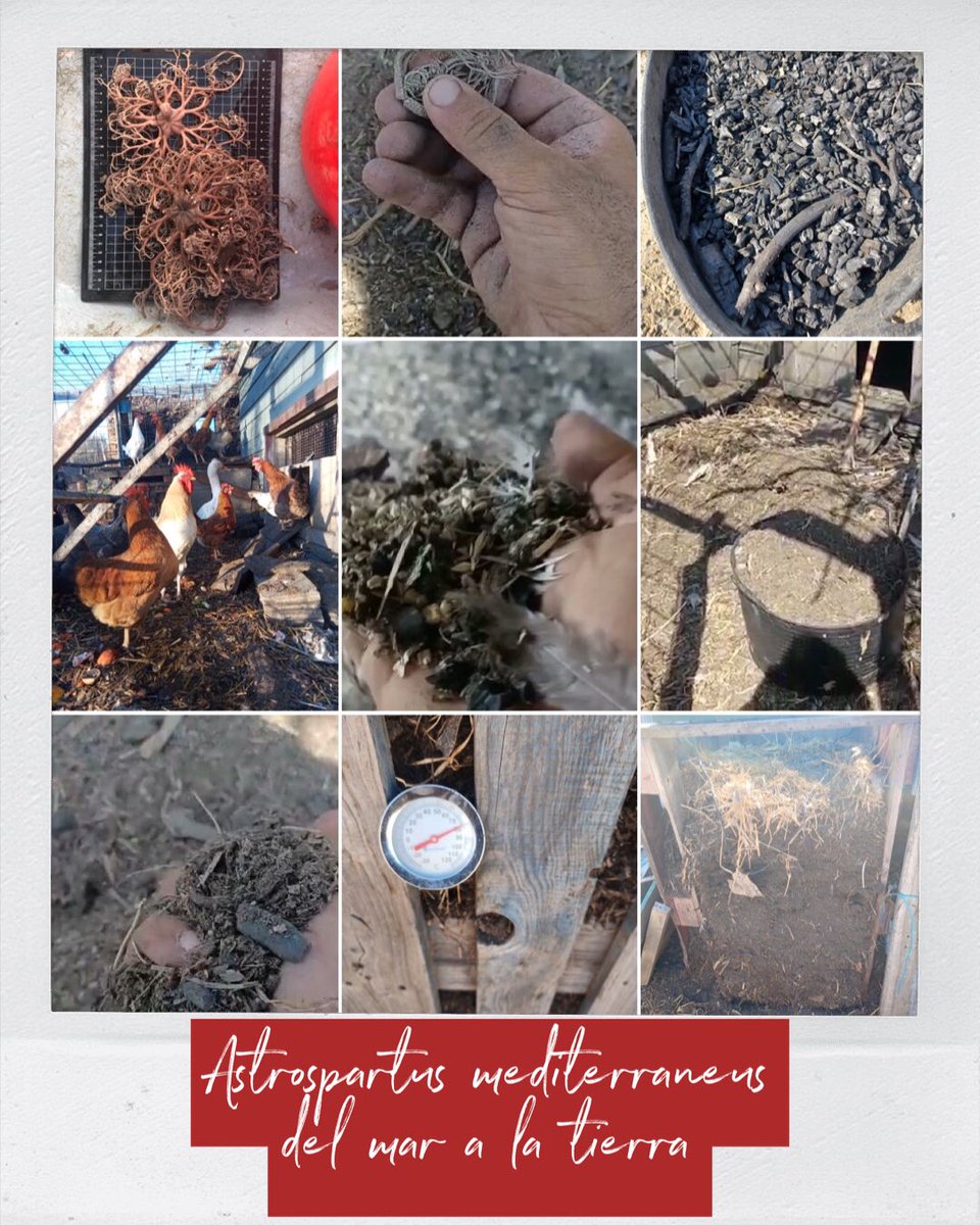 miticap2020's tweet photo. Como se aprovecha el descarte de la pesca artesanal? en @masdelasenyora las ofiuras (Astrospartus mediterraneus) se trituran y mezclan con restos de podas del huerto con la ayuda de gallinas. Los microorganismos presentes en la mezcla terminan el trabajo hasta obtener el compost. https://t.co/tn0t0woDU2