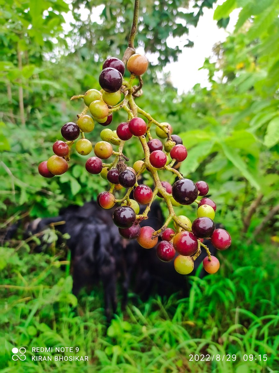 Kiran Bhosikar tweet media