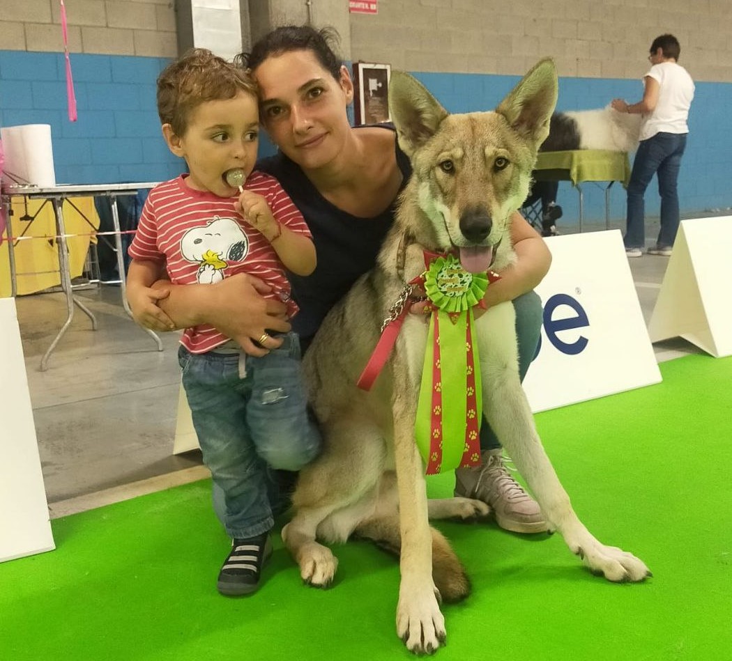 DiFossombrone's tweet photo. Sara Ragnoli con il suo bimbo e il suo "Wild Edric di Fossombrone", vincitore del Best of Breed alla Esposizione Internazionale Canina a Mondovì 
.
#idsMondovì #FOSteam #fossombrone2022 #wildedric #difossombrone #cacibMondovì #mondovì2022 #saarloos https://t.co/PdQr0nDeIM