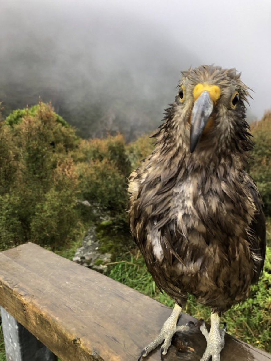 Greeneyedkiwi2's tweet photo. @NickBrownlow_ #kea
#alpineparrot
#tewaipounamu
#TwitterNatureCommunity
#aotearoa 
#wetbird https://t.co/kapV5d1yhr