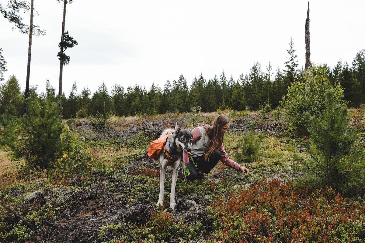 Canicross44's tweet photo. Liebe Grüsse aus 🇸🇪
#Doghiking #canitrail #alaskanhusky https://t.co/h2NwDWSgSf