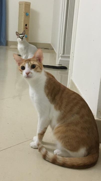 NajmaGhamdi's tweet photo. The world is full of news 😼
#MyCat #cats #Caturday #CatsLover #CatsOfTwitter #PetSecrets https://t.co/JuNhakPi2Y