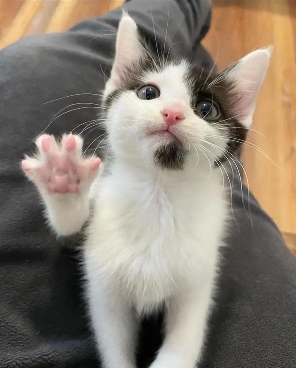 Todo Dia Gatinhos 🐾 (@tododiagatinhos) on Twitter photo 