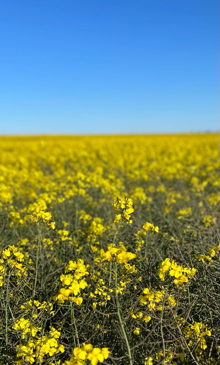 ThompsonRedwood's tweet photo. A mighty fine looking canola crop we snapped while out in the wheatbelt - this one was nearly as high as our team!
📷 Jo Wallace
#canola #wheatbelt #crops #agriculture #waharvest #westernaustralia #canolacrop https://t.co/KVvdSGBkRs