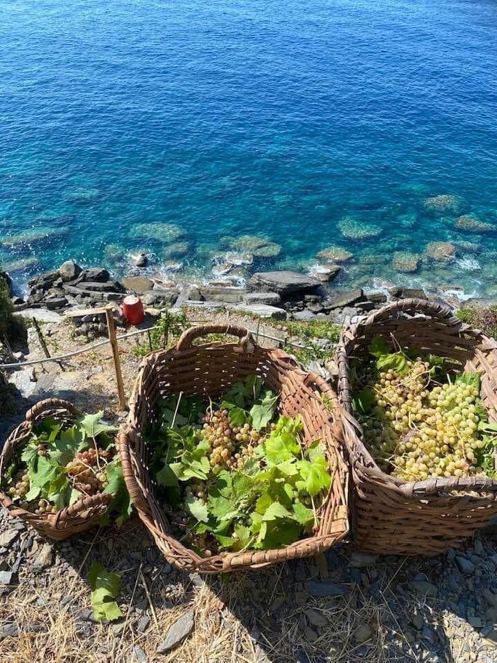 Vendemmia alle #CinqueTerre 🍇
Sembra già di sentire il profumo del mare nel bicchiere 😃
Foto di Heydi Bonanini
