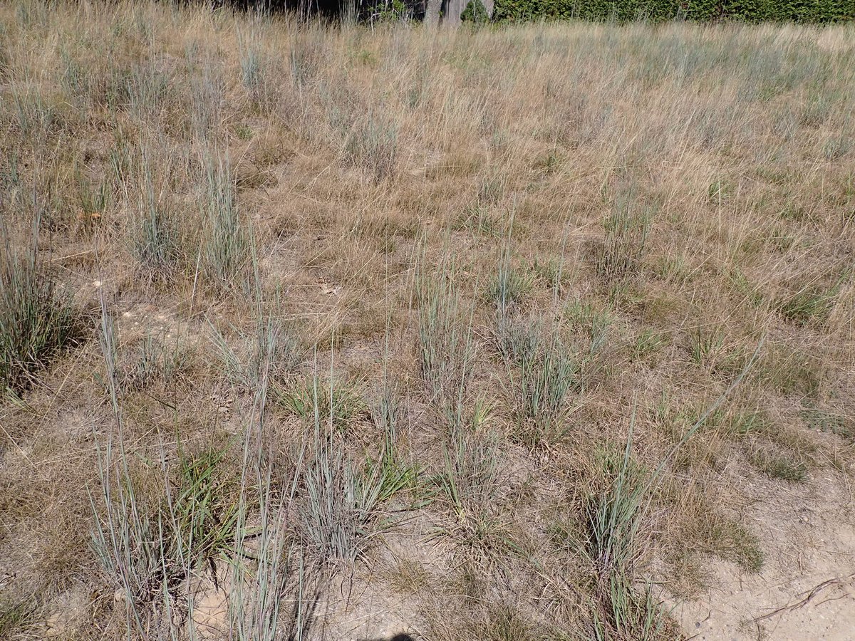 SMcDonald tweet media