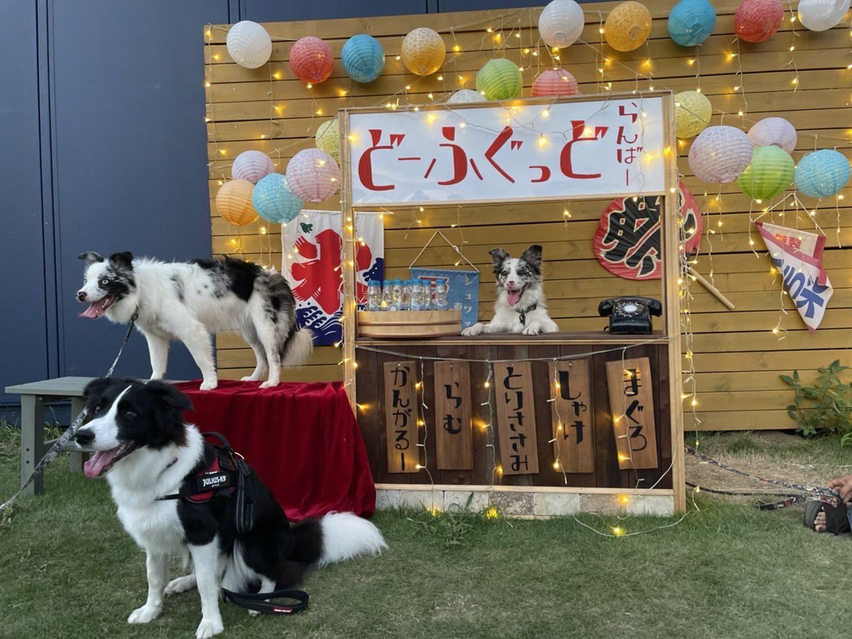 Rin_Rin0711's tweet photo. 週末に旦那の会社の先輩家族とイッヌのサンとメイ(ボーダーコリー)、そして我家の姪っ子甥っ子家族、我々夫婦とイッヌの凛(ボーダーコリー)でドッグラン #RAMBER へ行ってきました。
凛も相当楽しかったようで、終始尻尾が上がってヘラヘラ顔で爆走w
凛に友達も出来たし最高の一日だったね。 https://t.co/V37sd4edwH