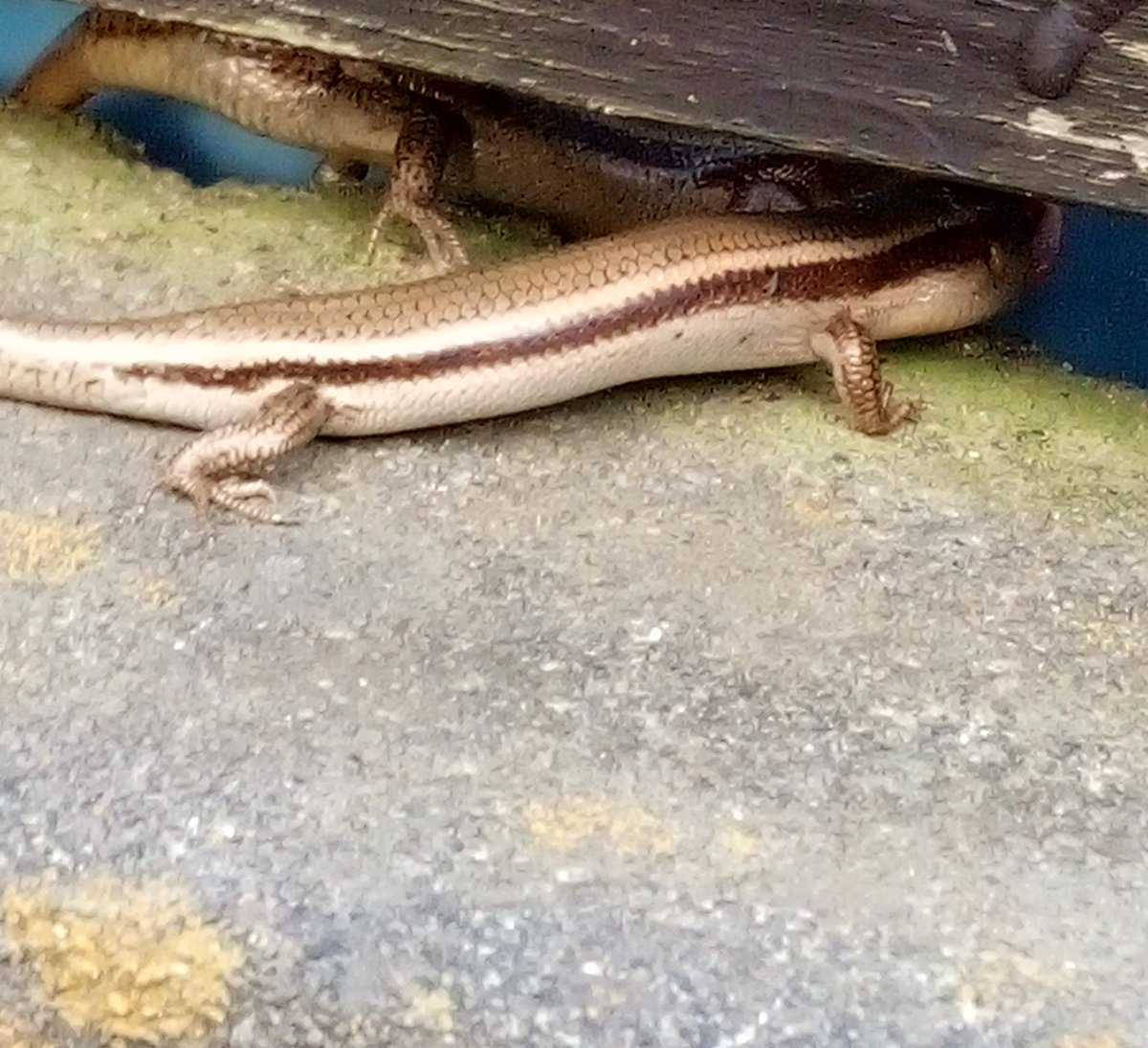 tacojirushi's tweet photo. 4月頃見たのトカゲのけんかだと思ってたけど検索してみたらコウビなのかも。頭かみついててキモくて晩ごはんが食べられなかった。動画のボタン押し忘れていいところが撮れませんでした https://t.co/Q1GxrK7Upj