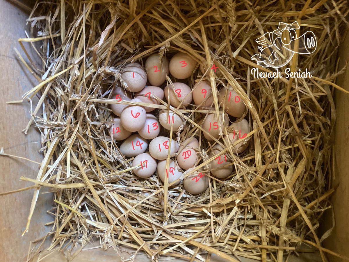 NevaehSeniah's tweet photo. Day 1 of 28 and counting…..until #Keets!
#OrganicallyGrown #GuineaFowl #CertifiedNaturallyGrown #GeorgiaGrown #GeorgiaOrganics #QuirkyFarmGirl #CrackOpenOrganic #WomanOwnedBusiness #NPIPcertifiedFarm #cngproud #StormTroopers theme on the #StarWarsFarm #WelcomeToTheDarkside https://t.co/TwEWxnH6Tf
