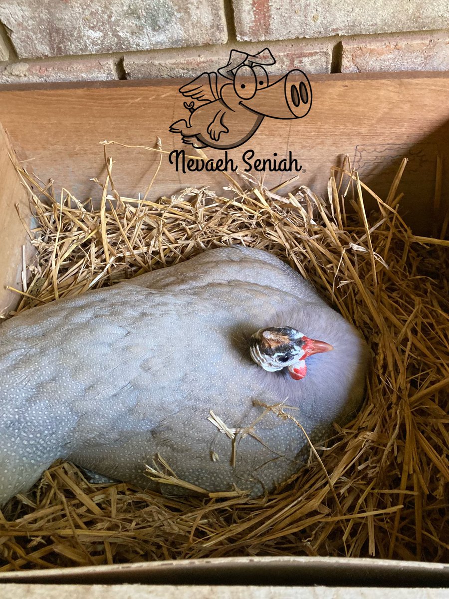 NevaehSeniah's tweet photo. Day 1 of 28 and counting…..until #Keets!
#OrganicallyGrown #GuineaFowl #CertifiedNaturallyGrown #GeorgiaGrown #GeorgiaOrganics #QuirkyFarmGirl #CrackOpenOrganic #WomanOwnedBusiness #NPIPcertifiedFarm #cngproud #StormTroopers theme on the #StarWarsFarm #WelcomeToTheDarkside https://t.co/TwEWxnH6Tf