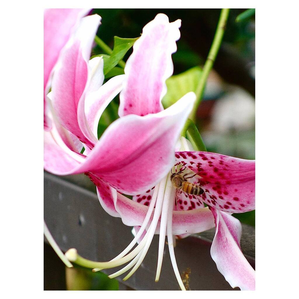 kikutaroid's tweet photo. 記録
#街歩き
#scene
#花 #flower
#植物 #plants
#昆虫 #insects
#路傍 #roadside
#sony #cybershot #cybershotrx100 #dscrx100 #rx100mk1 #rx100first
#compactdigitalcamera #comdigi
#20megapixels
#trimmed #retouched
#darkroomapp https://t.co/fKYToBUYbd https://t.co/foz5yGWGMt