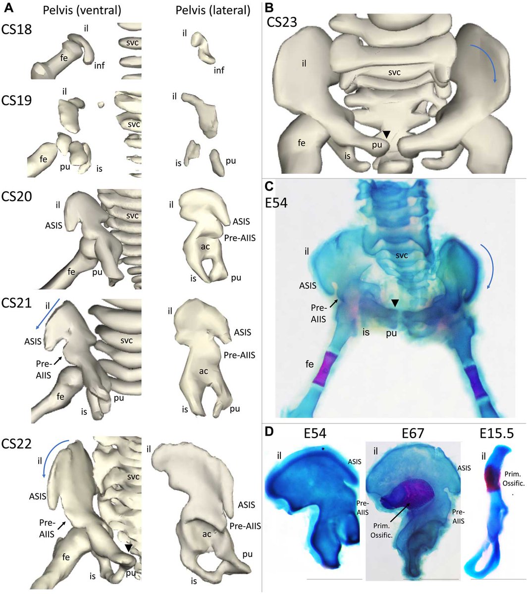 5. Morphological integration. An old-school topic examining the correlated evolution of different traits, given new life by studies drawing on embryology, gene expression, and large cross-population samples that look at evolvability of adaptations. Key ppl: <a href="/TDCapellini/">Terence Capellini</a> @jtr505