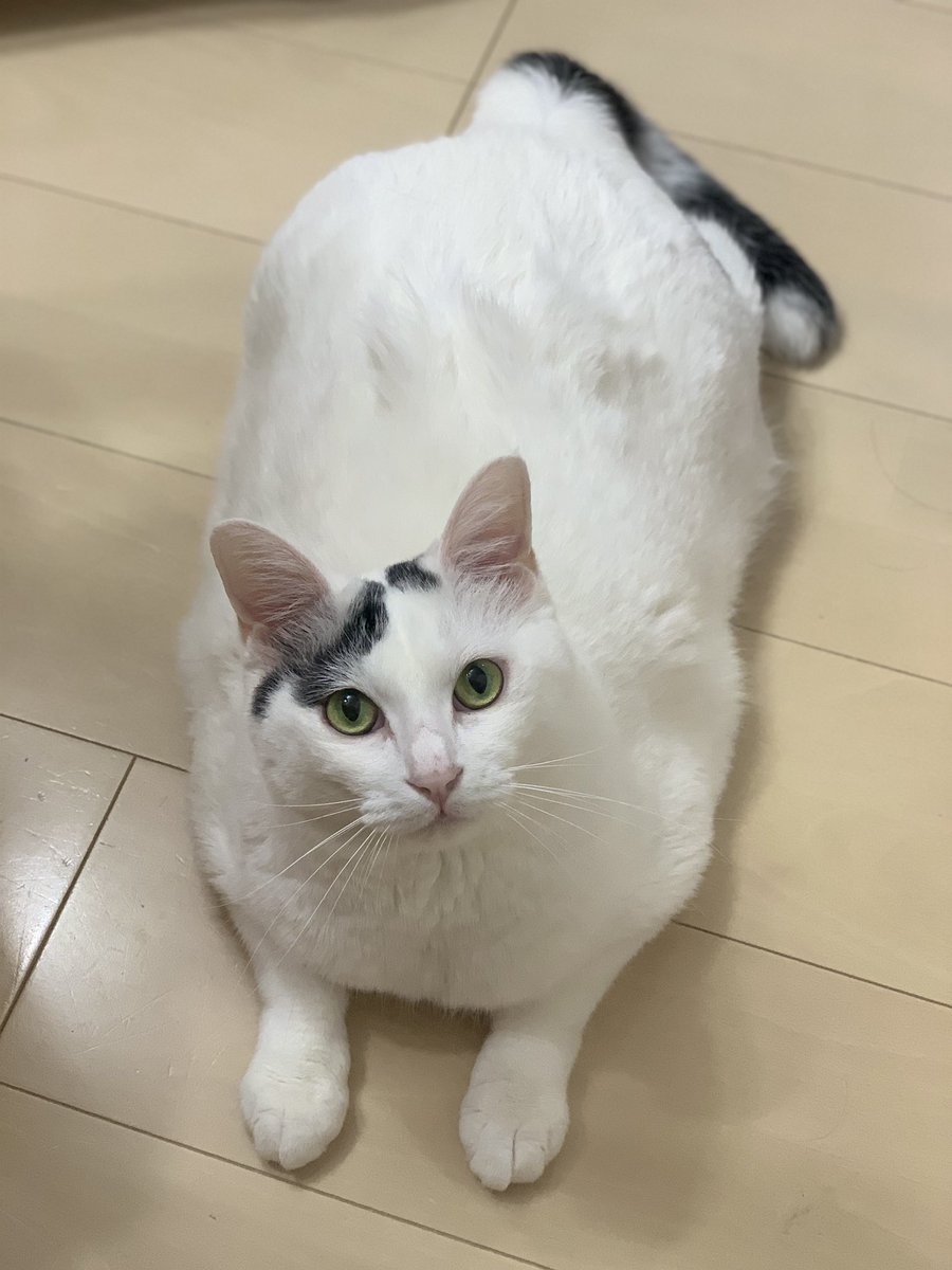 AloeLuna67's tweet photo. もっちりボディのあろえ

#猫好きさんと繋がりたい #猫 #ねこ https://t.co/pOi6esDt8X