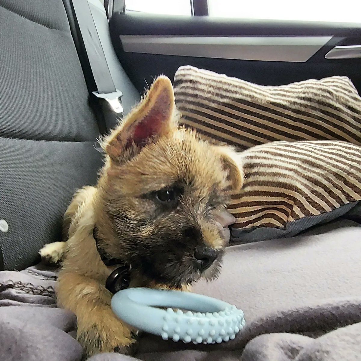 Moni_Hoffmann's tweet photo. 🐶 Darf ich mich vorstellen? Ich bin Toni und ein 11 Wochen junger #Cairnterrier. Seit 27.08. 2022 wohne ich in München bei Moni &amp; Hans. Ich bin ein echter Niederbayer und in #Haidlfing bei #Landau a. d. Isar geboren. Dort auf dem Maidlhof war immer Action mit meinen Geschwistern https://t.co/hOKiGRpSYu