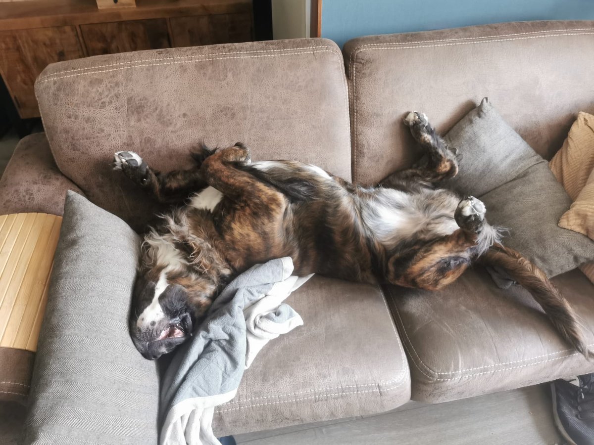 vanbeek7's tweet photo. Chill ✨ Spike ❤️🐾#lovemybully https://t.co/rZ648o9Aa0