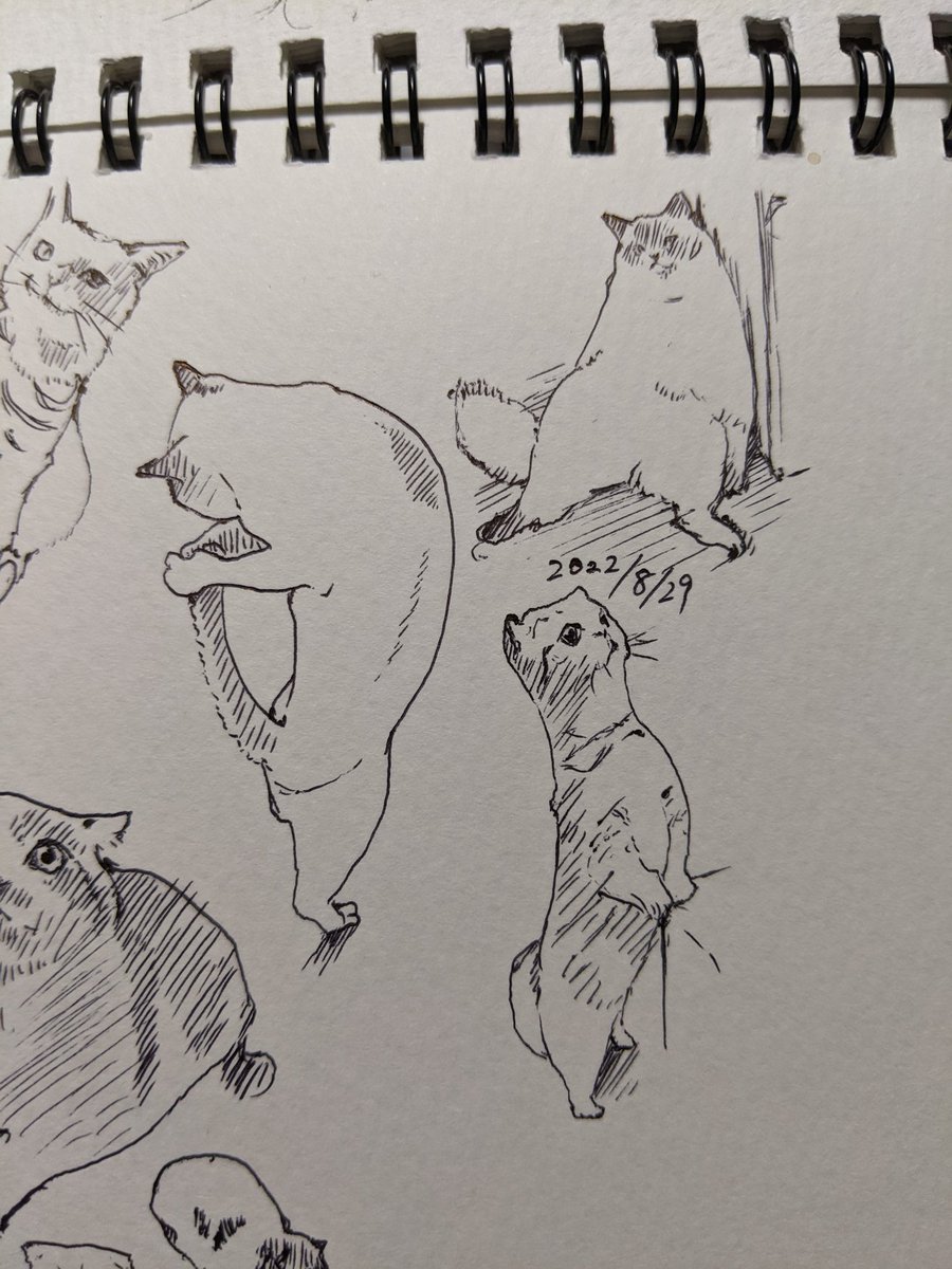 夜中に聞こえる虫の声…秋だねぇ… 