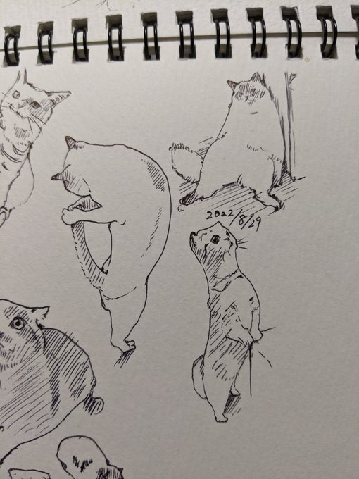 夜中に聞こえる虫の声…秋だねぇ… 