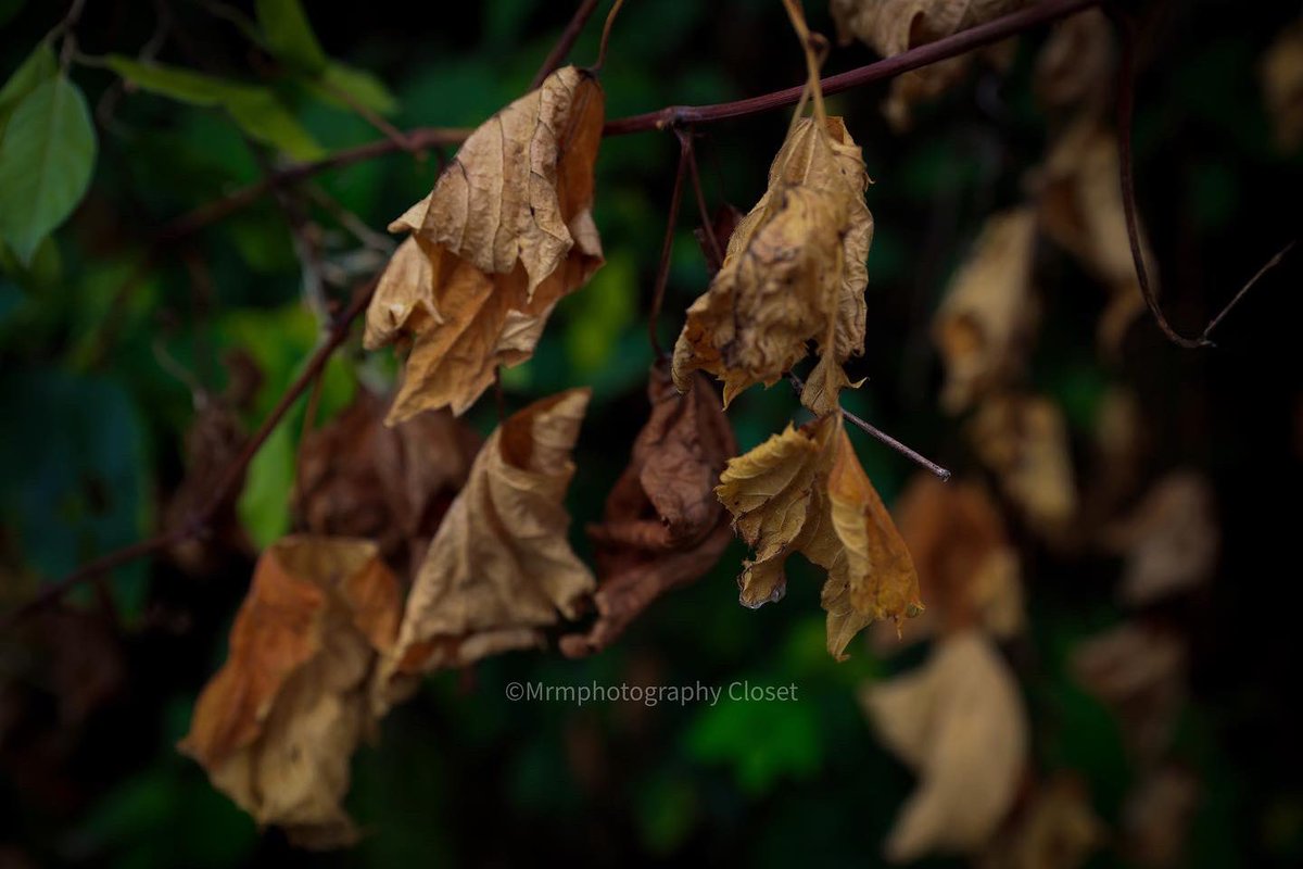 ClosetMrm's tweet photo. #photography📷 #photographyeveryday #photographer #photographylife #canon #canonphotography #canonusa #photo #photooftheday #plants #plantbased #flower #flowerstagram #insect #jerseycity #nj #park #huddoncounty #outdoors #outdoorphotography #scenery #daisies #pic #lanternfly https://t.co/sfa7lK07dc