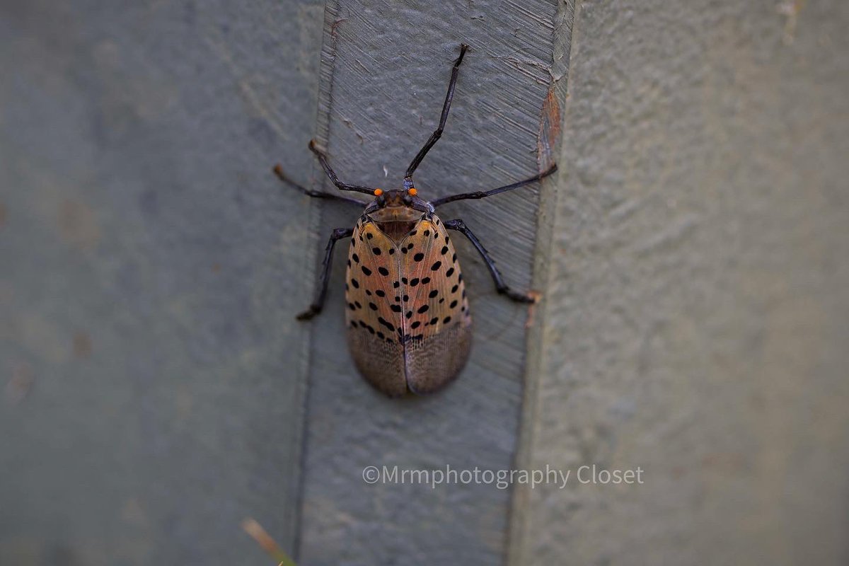 ClosetMrm's tweet photo. #photography📷 #photographyeveryday #photographer #photographylife #canon #canonphotography #canonusa #photo #photooftheday #plants #plantbased #flower #flowerstagram #insect #jerseycity #nj #park #huddoncounty #outdoors #outdoorphotography #scenery #daisies #pic #lanternfly https://t.co/sfa7lK07dc