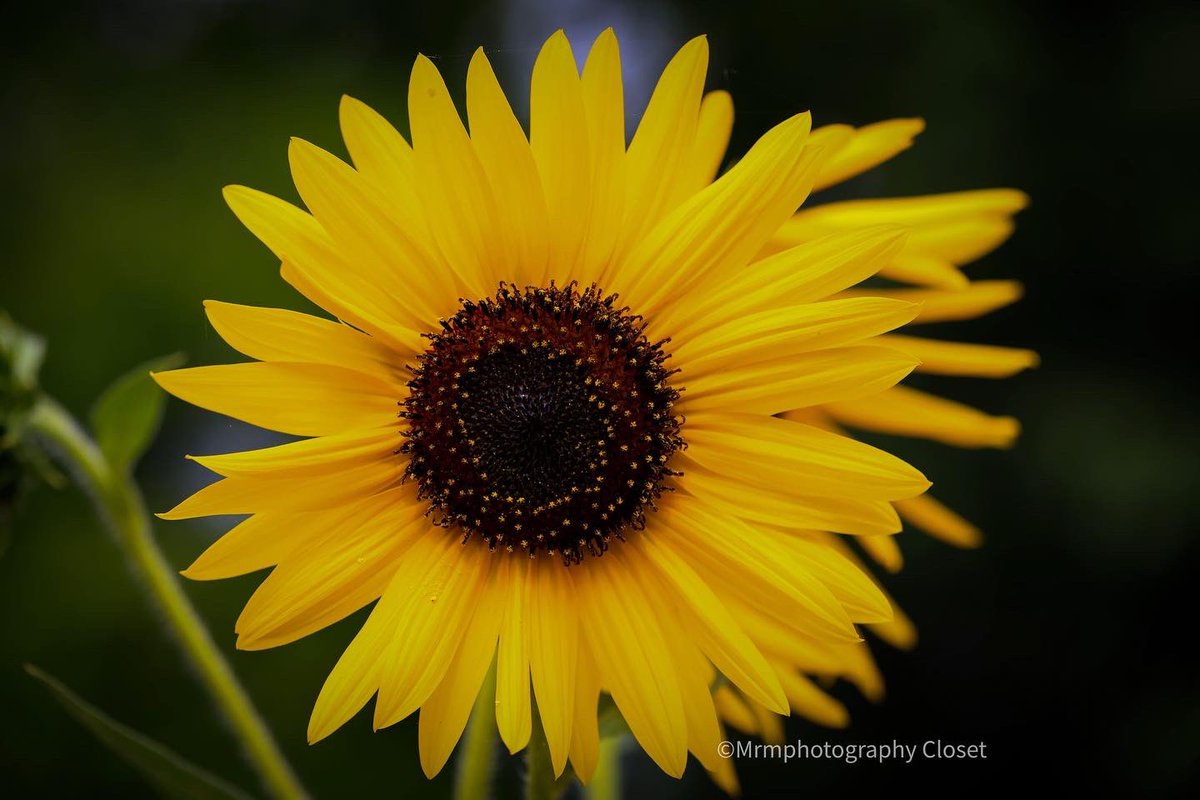 ClosetMrm's tweet photo. #photography📷 #photographyeveryday #photographer #photographylife #canon #canonphotography #canonusa #photo #photooftheday #plants #plantbased #flower #flowerstagram #insect #jerseycity #nj #park #huddoncounty #outdoors #outdoorphotography #scenery #daisies #pic #lanternfly https://t.co/sfa7lK07dc