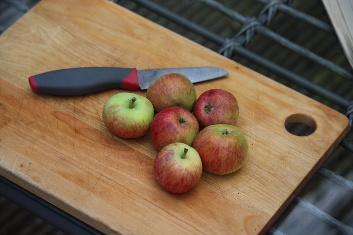dannythoro's tweet photo. Breakwell’s Seedling a bright small,red,soft, (get there quick!) early harvest #welshheritagecider bred by George Breakwell  in Monmouth, used by Bulmers: a bittersharp variety good for #keeving #maceration #pme #cacl2 first year  harvest ~20 kg per tree #mm106.#rookiecidermaker https://t.co/uKkkILSf4R