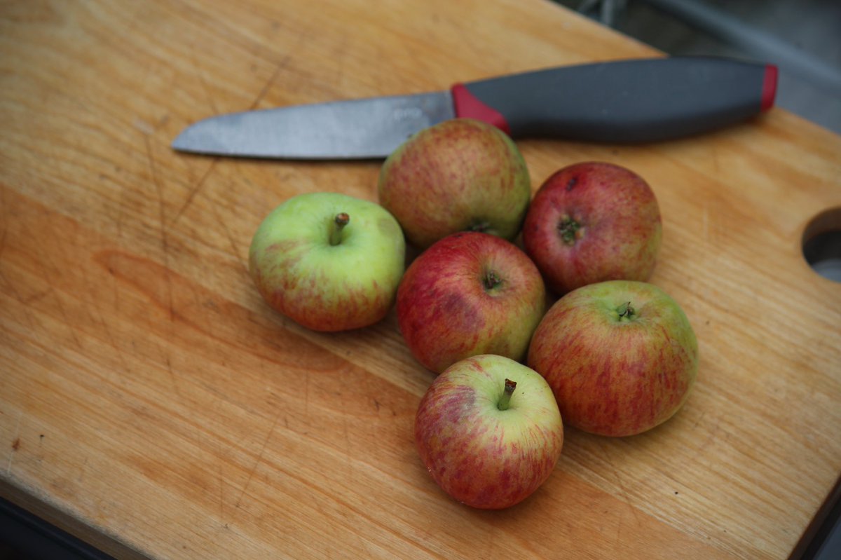 dannythoro's tweet photo. Breakwell’s Seedling a bright small,red,soft, (get there quick!) early harvest #welshheritagecider bred by George Breakwell  in Monmouth, used by Bulmers: a bittersharp variety good for #keeving #maceration #pme #cacl2 first year  harvest ~20 kg per tree #mm106.#rookiecidermaker https://t.co/uKkkILSf4R