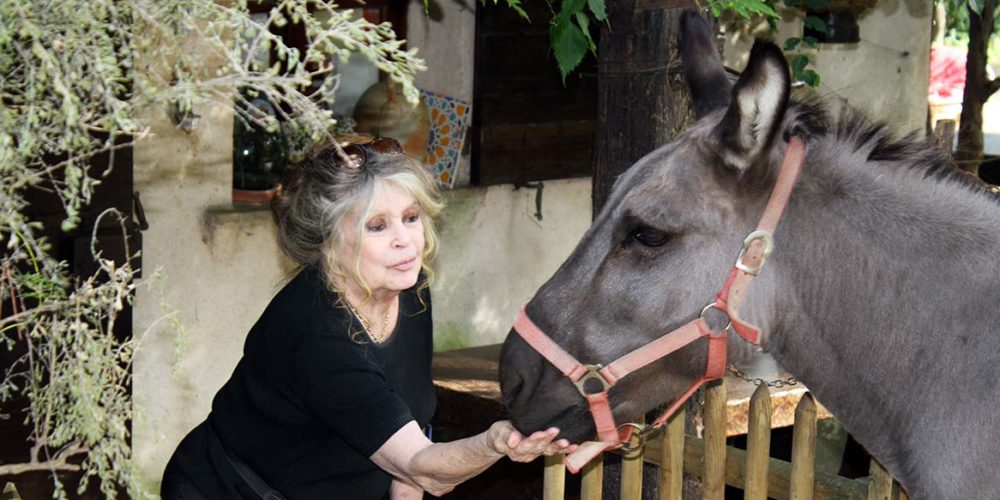 FBB_Officiel's tweet photo. #Incendie
🚨 Brigitte Bardot interpelle une seconde fois @ChristopheBechu pour reporter l’ouverture de la chasse à 2023.
👉 « Il serait criminel d’autoriser les chasseurs à abattre les survivants des drames qui ont dévasté notre pays cette année. »
https://t.co/dm1iBvWyIQ https://t.co/NFZ1EbFYKj