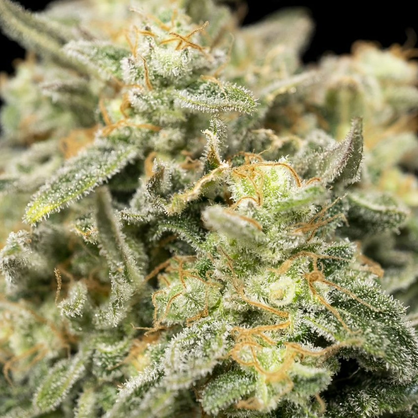 SeedsmanSeeds's tweet photo. 🐶 This publication is a sign of destiny for you to include our Fuel D.OG in your next grow...

You are welcome! 😎 https://t.co/BQ80JJBErP

#seedsmanseeds #summerselection https://t.co/1vHYAjWvpU