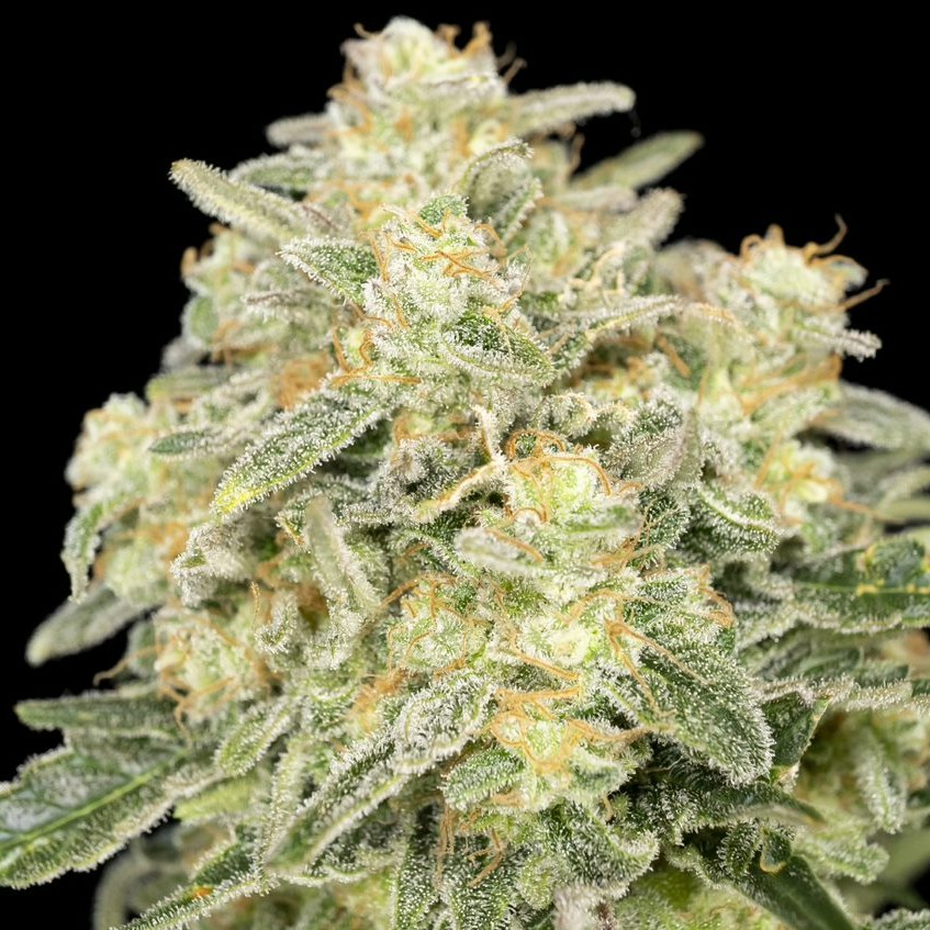 SeedsmanSeeds's tweet photo. 🐶 This publication is a sign of destiny for you to include our Fuel D.OG in your next grow...

You are welcome! 😎 https://t.co/BQ80JJBErP

#seedsmanseeds #summerselection https://t.co/1vHYAjWvpU