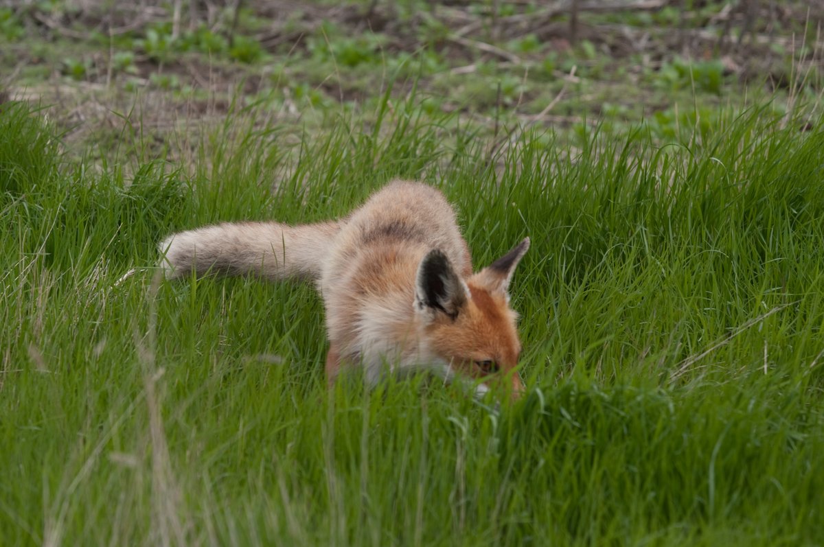HourlyFoxes presents: