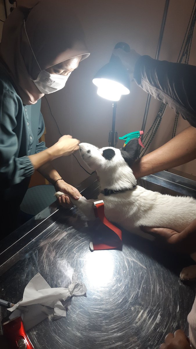 pantatgiok's tweet photo. Today is exactly two weeks since I added a new member to my little family, Jumper de' Alexandra, the ODD Pembroke Welsh Corgi.

He's 4 months old, he's mostly white with black markings 😂

Lemme show you some photos and vids of the magnificent beast 😁 https://t.co/dUOV5W1NWT