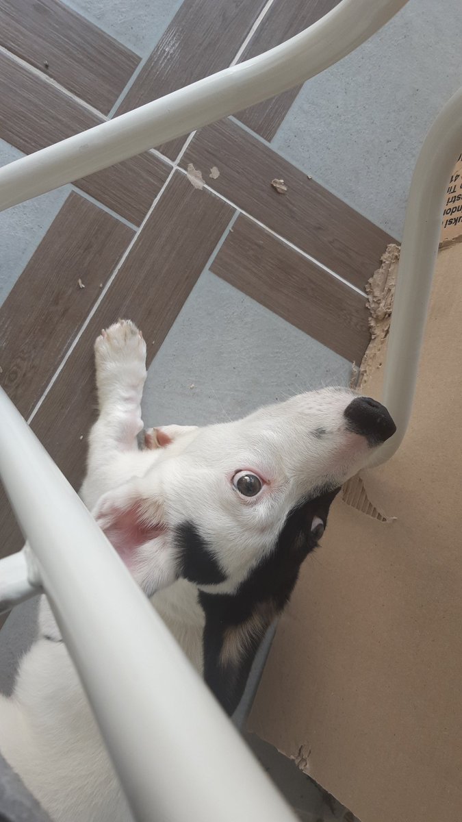pantatgiok's tweet photo. Today is exactly two weeks since I added a new member to my little family, Jumper de' Alexandra, the ODD Pembroke Welsh Corgi.

He's 4 months old, he's mostly white with black markings 😂

Lemme show you some photos and vids of the magnificent beast 😁 https://t.co/dUOV5W1NWT