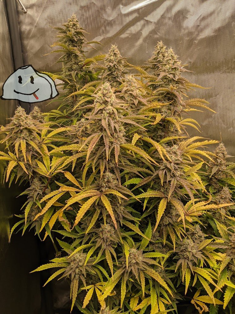 StonelyStrains's tweet photo. I cannot get over how stacked this auto is, 15 Inches of pleasure. I think i'll get an alright yield of this tent because of these tall beauties. Forgotten Cookies x Grape dosi breath, bred by berseker_buds on instagram. Give him a follow! https://t.co/A6F58dSUOz https://t.co/AADSICHbna