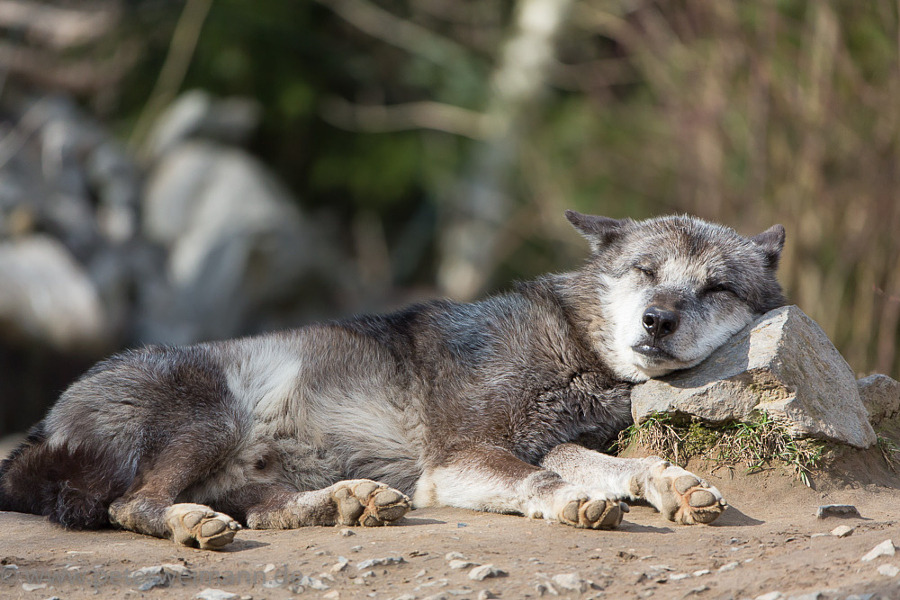 HourlyWolves presents: