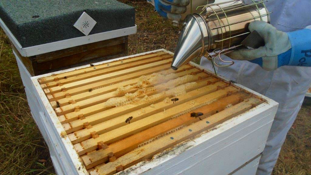 hmyoifeltham's tweet photo. Bank Holiday bees! Guess what’s coming……..
#greatoutdoors #enviroment #workerbees #pollinationpowerstheplanet https://t.co/C7GjqGqAKA