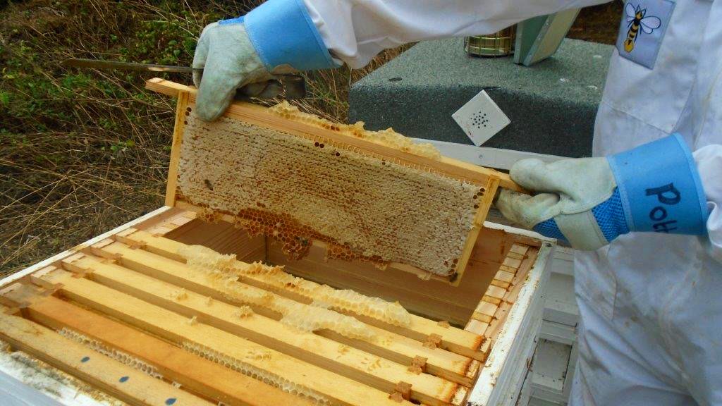 hmyoifeltham's tweet photo. Bank Holiday bees! Guess what’s coming……..
#greatoutdoors #enviroment #workerbees #pollinationpowerstheplanet https://t.co/C7GjqGqAKA