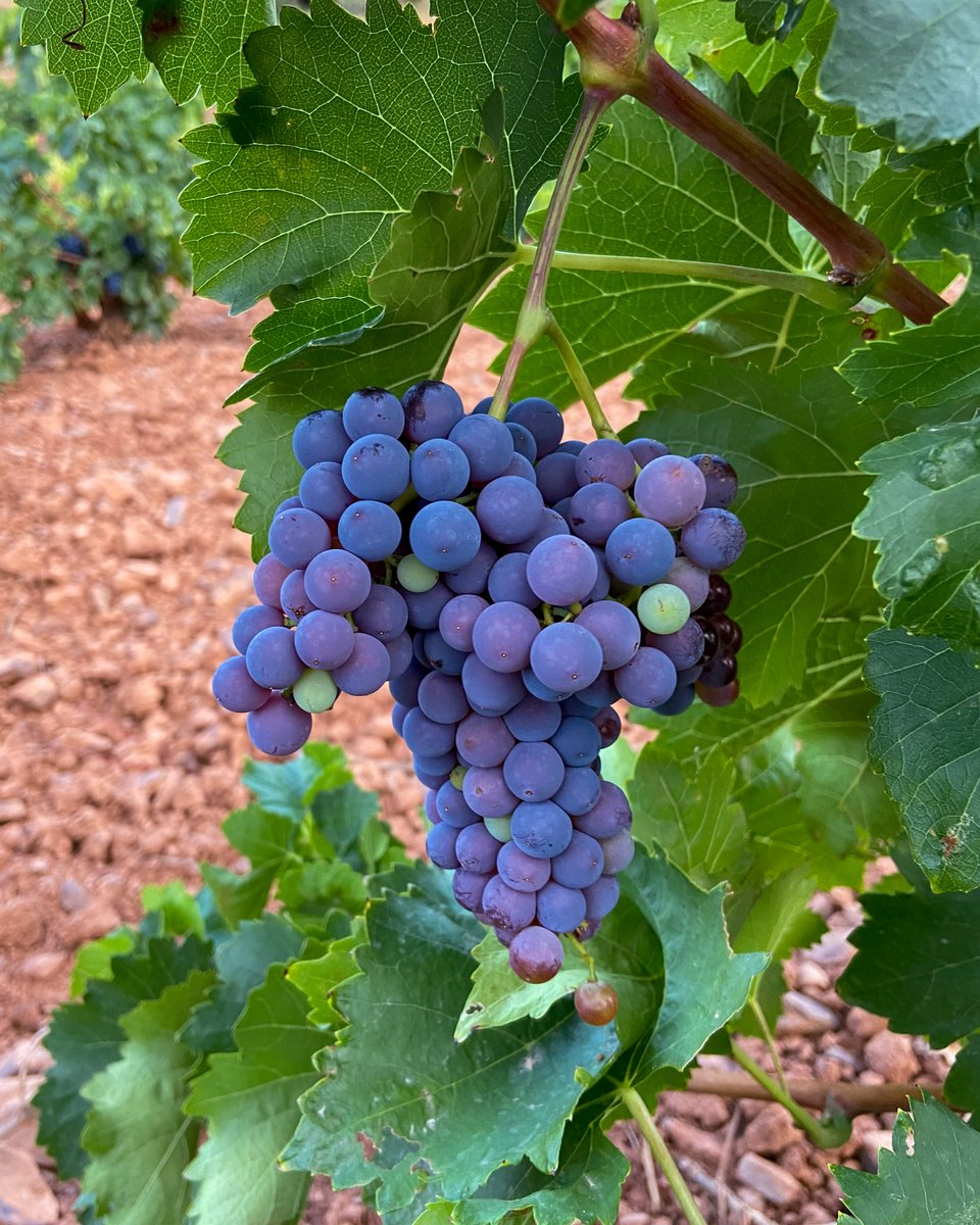 Así de espectacular está nuestra garnacha de monte ahora mismo. ¡Pasear entre estos viñedos es increíble! 
#SentimientoGarnacha