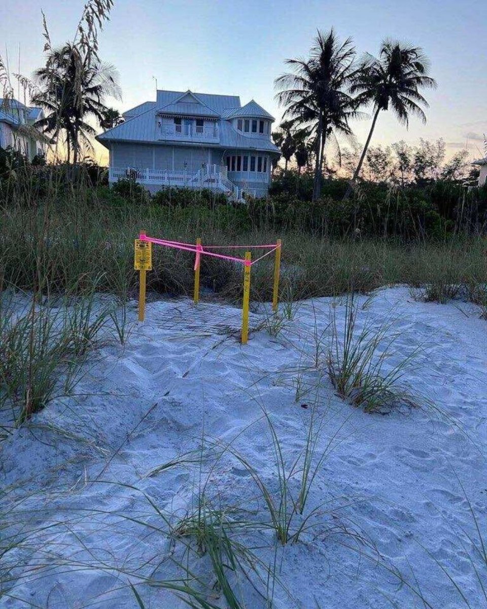 PalmIslandFL's tweet image. It’s sea turtle nesting and hatching season! Beachgoers can help protect Florida's endangered natives by practicing responsible beach behaviors. See more: ecs.page.link/2a5T5 
#turtlenesting #turtleseason