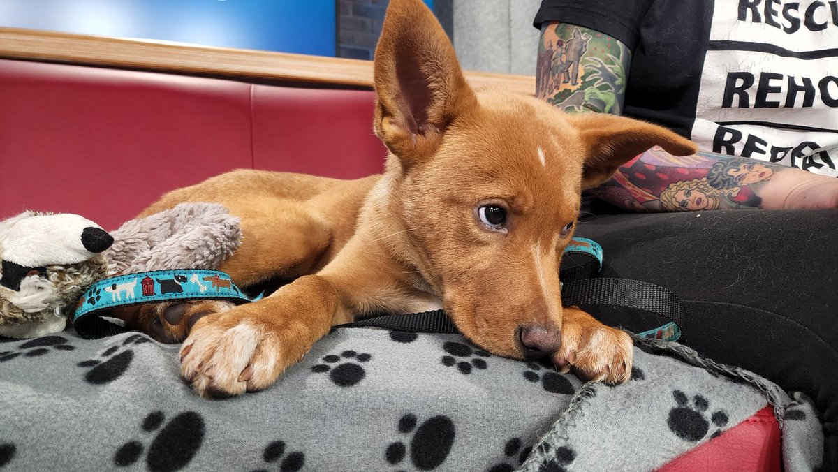 tansyko's tweet image. Great start to the work week. So many cuddles and kisses from Gouda!! Showed my family a pic and was told &apos;no&apos;. It&apos;s like they knew I would ask for a 3rd.  Gouda is available for adoption @HB_SPCA. #AdoptablePets @morninglive