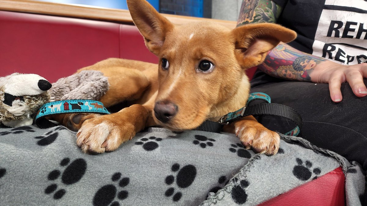 tansyko's tweet image. Great start to the work week. So many cuddles and kisses from Gouda!! Showed my family a pic and was told &apos;no&apos;. It&apos;s like they knew I would ask for a 3rd.  Gouda is available for adoption @HB_SPCA. #AdoptablePets @morninglive