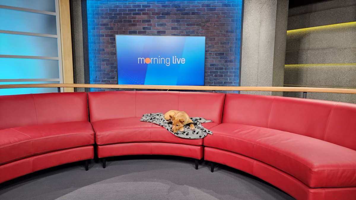 tansyko's tweet image. Great start to the work week. So many cuddles and kisses from Gouda!! Showed my family a pic and was told &apos;no&apos;. It&apos;s like they knew I would ask for a 3rd.  Gouda is available for adoption @HB_SPCA. #AdoptablePets @morninglive