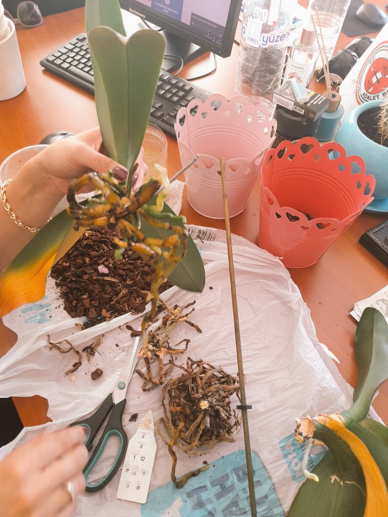 Ben olsam, çoktan bakmaktan vazgeçmiştim.Belki orkide bakmaktan nefret ediyor bile olabilirdim. 🙈 Ama <a href="/taseylem/">Eylem Taş</a> emek verdiği zaman, emeğin hatrına hemen vazgeçmeyenlerden. O zaman sevgili orkideler için;  yine, yeni, yeniden. 🌸 🥰