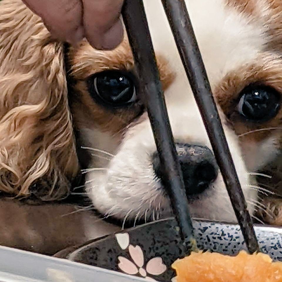 Y_ashi_n's tweet photo. 飯を狙う犬 https://t.co/lJKOAIE5BX