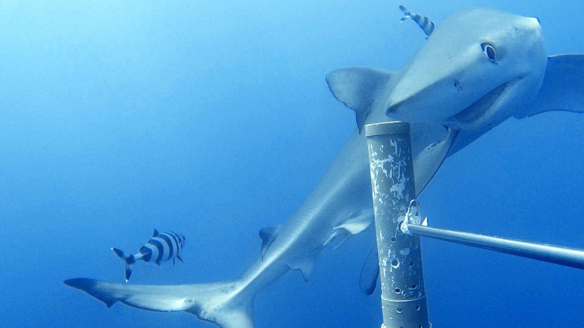 We are delighted to be one of the recipients of the 2022 Australia-India Council grants <a href="/DFATinWA/">DFAT WA State Office</a> to support the Blue carbon sequestration project in the Indian Ocean. <a href="/uwanews/">UWA</a>