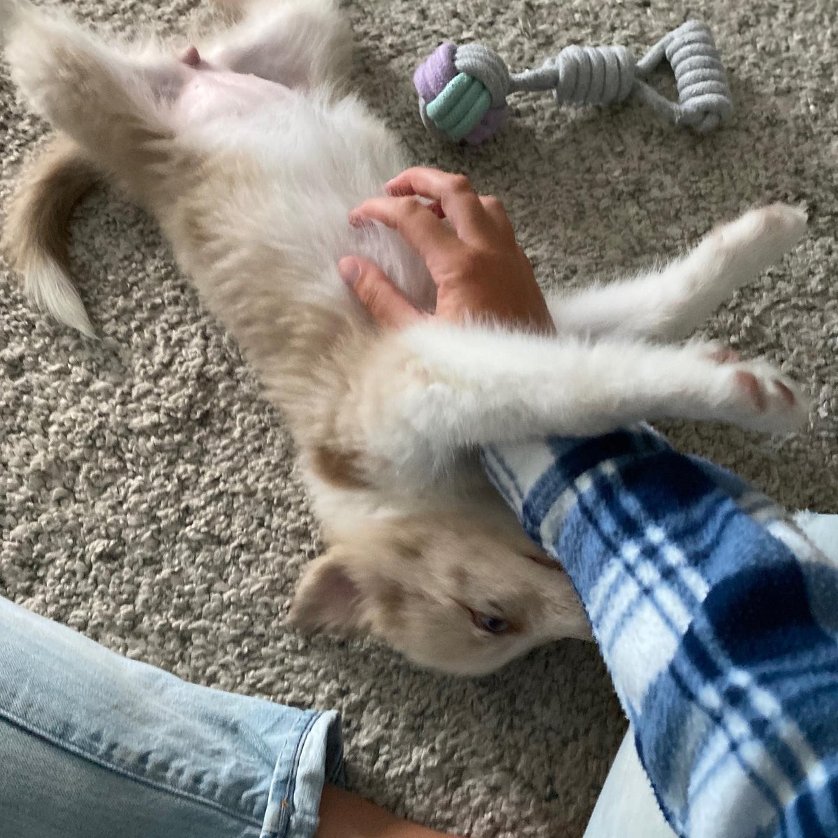 Nooit gedacht dat ik in de eerste maand voor mijzelf al zou kunnen zeggen dat ik een personeelslid heb aangenomen.. Maak kennis met Snack! Snack zal de functie sfeerbeheer op zich nemen🥳🎉🍻Fijne maandag mensen!