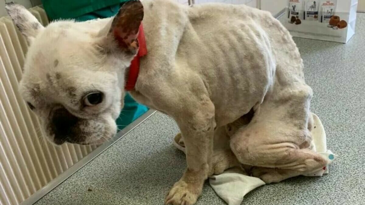 le_Parisien's tweet photo. Un chien squelettique a été retrouvé attaché dans un buisson au Blanc-Mesnil (Seine-Saint-Denis).

Il s'agit d'un bouledogue français de 4 ans. Il est actuellement opéré dans une clinique vétérinaire.

Une plainte a été déposée pour abandon volontaire.

➡️ https://t.co/NBl91uK1OU https://t.co/bVfPwhrNuq