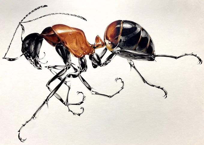 running ant 